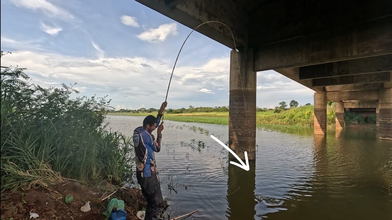 Você não vai acreditar peguei ele de novo e agora no bambozinho!!!