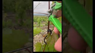 To Cut or Not to Cut? The Whole Truth About Grape Tendrils