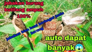 cara membuat jebakan burung kutilang