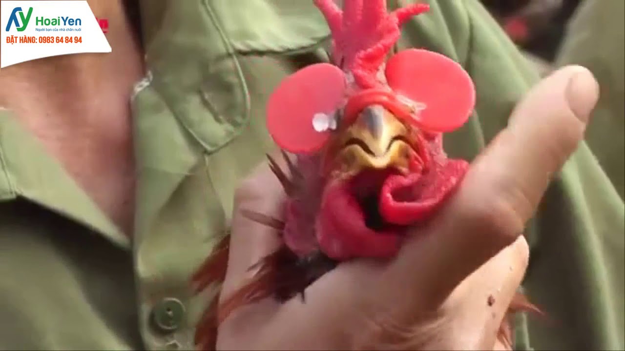 Hướng dẫn đeo kính cho gà - [Thiết bị chăn nuôi Hoài Yến]