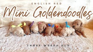 F2b Mini Goldendoodles || Rosita & Bueller || 3 wks || #teddybearminigoldendoodlepuppies