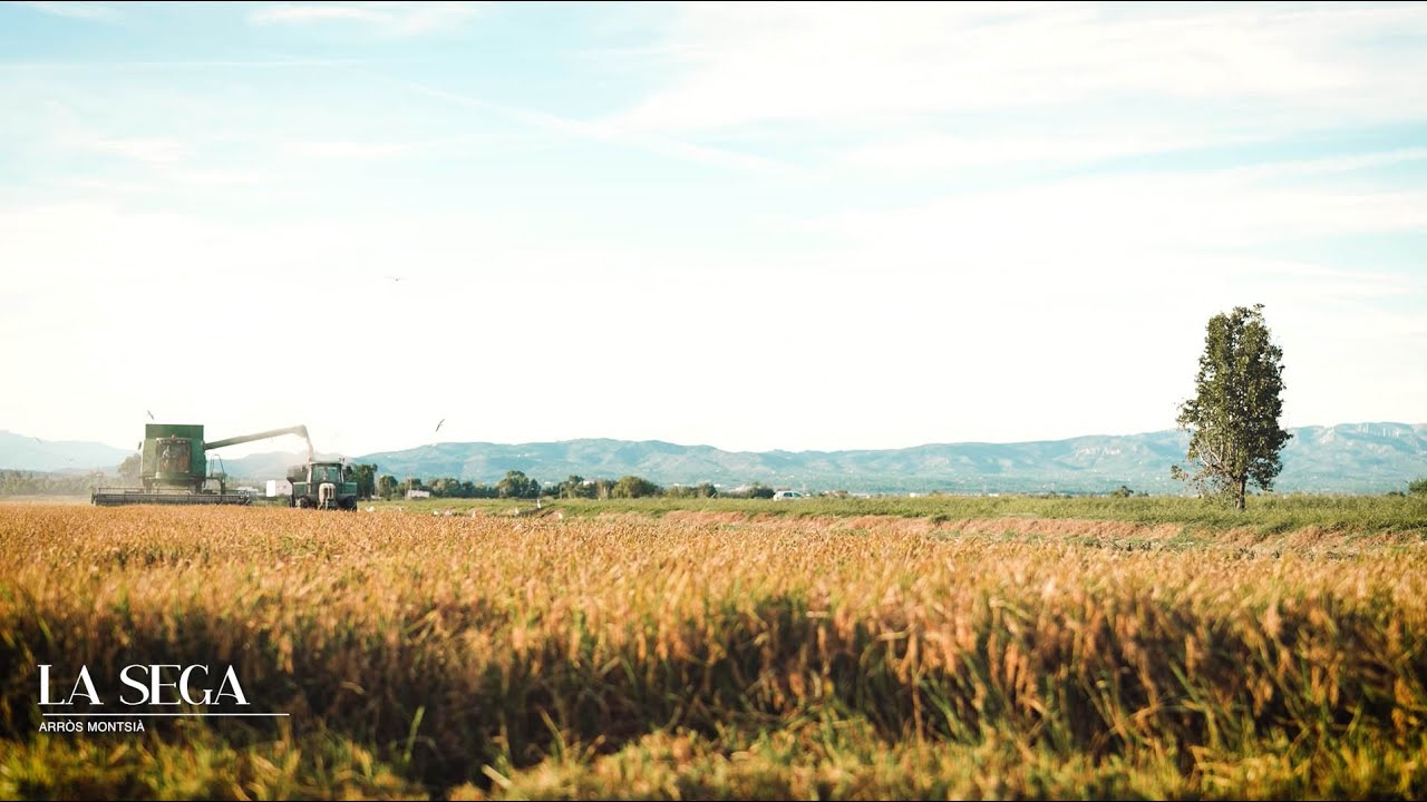 El ciclo de cultivo del arroz | La cosecha - CAPÍTULO 5