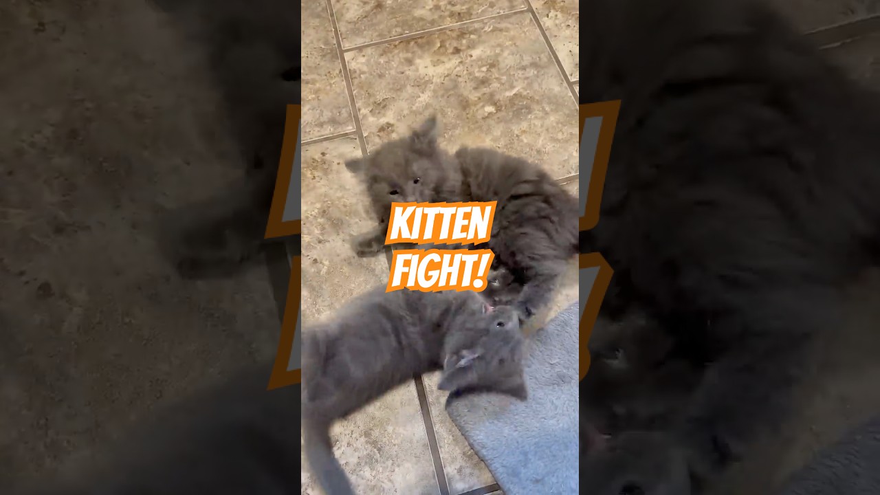 Kittens Play Rough 