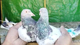 Out Class Golden 8Ner 7Female 800Pr Jhelum 03435073582