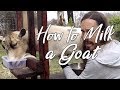 How to Milk Nigerian Dwarf Goats (even the feisty ones)