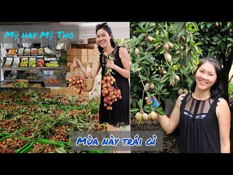 Video Vườn Trái Cây Việt Nam Ở Florida | Florida du hí - youtube