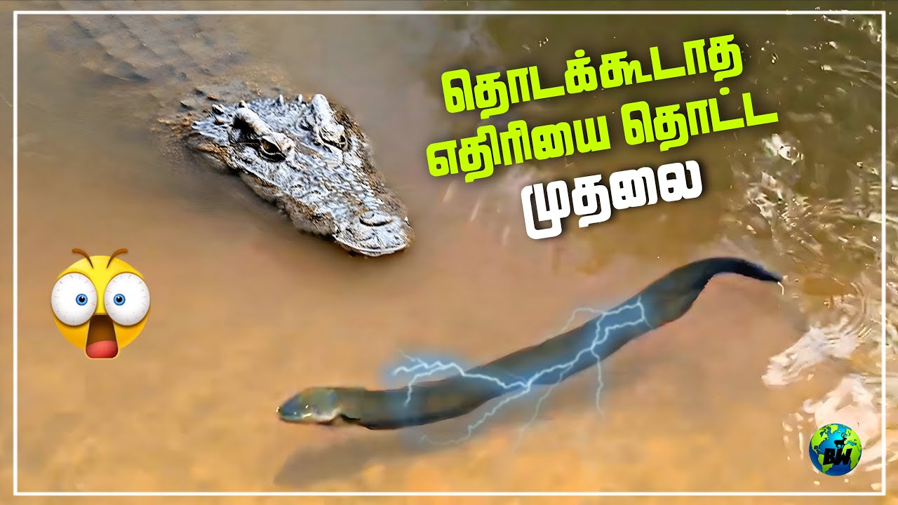 மின்சார விலாங்கு மீன் | 860V மின்சாரத்தை உருவாக்கும் அதிசய மீன் | Electric eel | Tamil | BioWorld