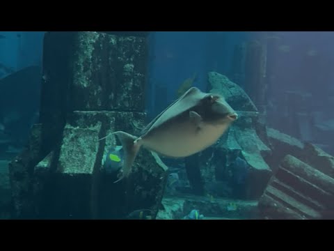 The Lost Chambers Aquarium, Dubai