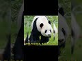 兰贵妃真是从小眼光就好啊#大熊猫兰香 #国宝 #panda #animals #大熊猫 #搞笑#shorts