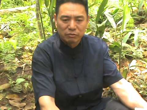 Video LƯƠNG Y HOÀNG : CÂY THUỐC TRỊ BỎNG, VÀ BỆNH BẠCH TẠNG... - youtube