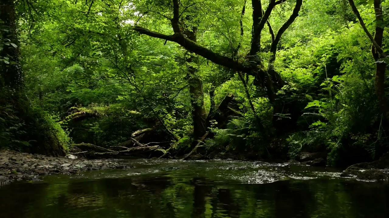 FOREST SOUNDS, RELAXING SOUNDS OF THE RIVER WITH GENTLE BIRDSONG