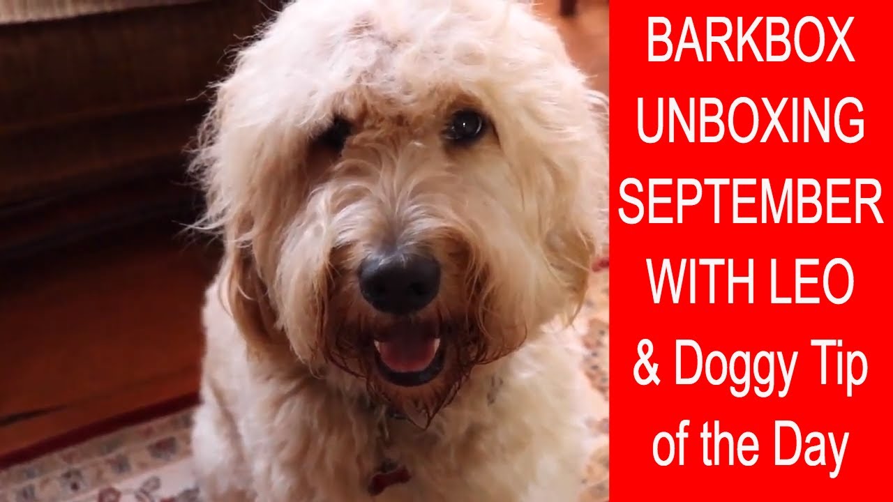 BarkBox Unboxing with Leo September 2018