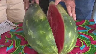 McDade Watermelon Festival celebrates 75 years | FOX 7 Austin