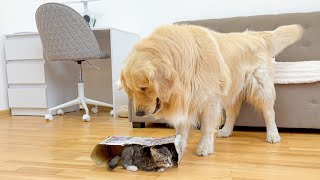 What Does a Golden Retriever do When It Finds a Tiny Kitten in a Box What Does A Golden Retriever Do When Sees Tiny Kittens
