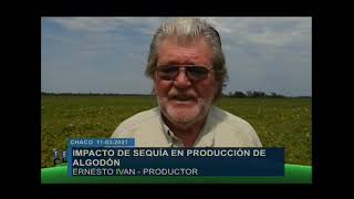 Chaco: Impacto de sequia en la producción de algodón