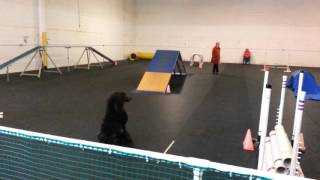 Puppy Majik - Standard Poodle playing UKC Agility