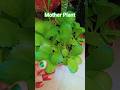 🌱एक प्लांट से बहुत सारे देने वाला#beautiful mother plant#shortsfeed #shorts 🌱☘️🤷‍♀️👌