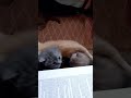 😺Прогулка😺