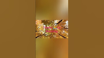 Therapeutic Music Channel 