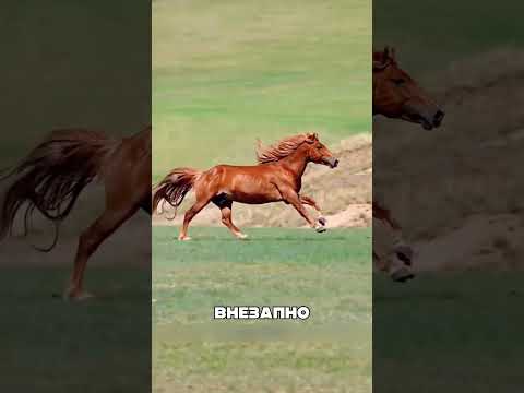 Жеребёнок прошел КИЛОМЕТРЫ до матери😭🐴💔