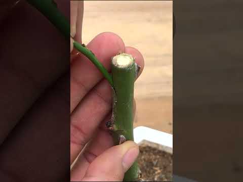 Grafting rose branches