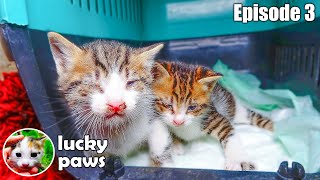 The Kittens' Mother is Missing. I Must Be Their Mother. Episode 3: Kitten Care | Lucky Paws