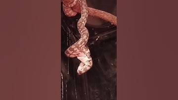 feeding my snake #carpetpython #snake #like #funny #reptiles #python #animals