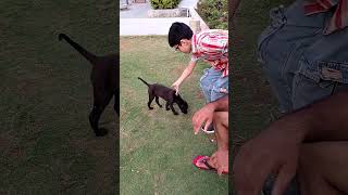 #pet lover # dog lover 😍##cutebaby #familytime #familyfun