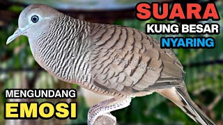 Perkutut Lokal Gacor Suara Kung Besar Pancingan Burung Perkutut Agar Bunyi.