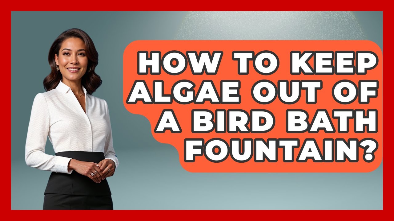How To Keep Algae Out Of A Bird Bath Fountain? - Bird Watching Diaries