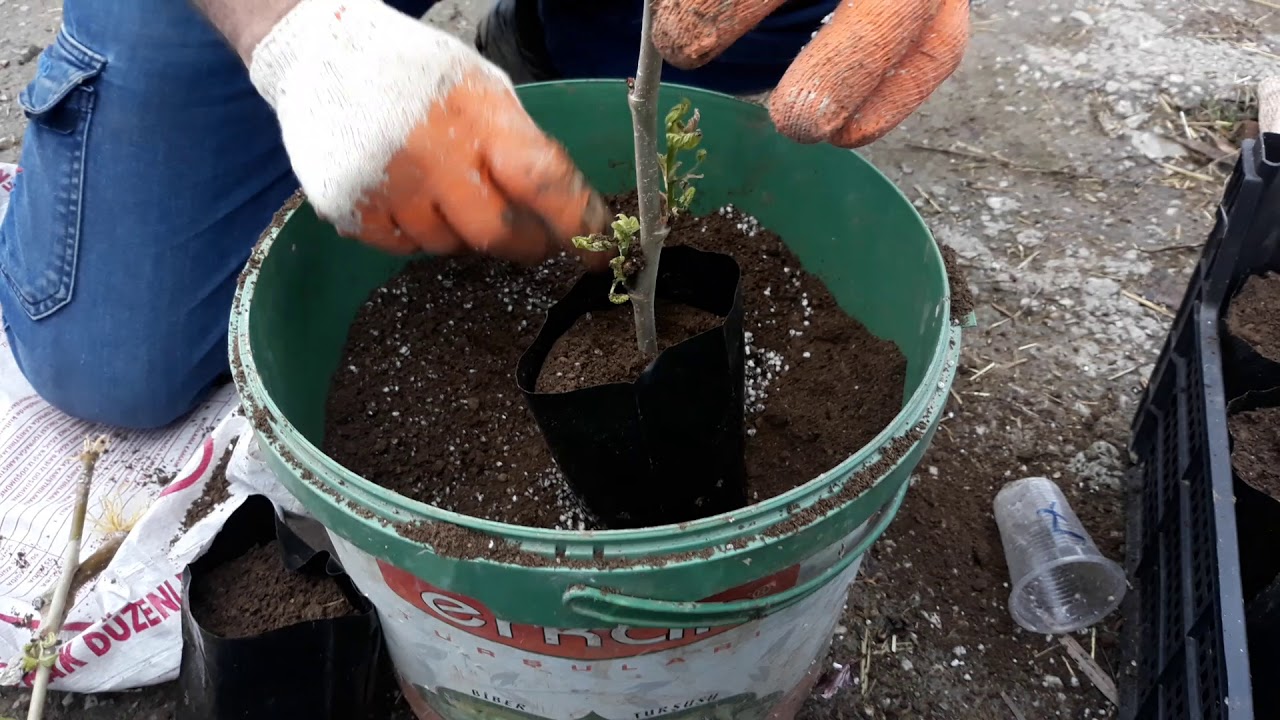 Kara dut çelik köklendirme