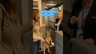 How to Travel With Pets in India | Airlines Rules Explained #pets #pettravel