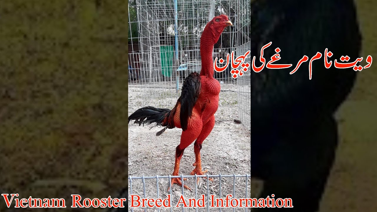 vietnam-aseel-lovers-rooster-youtube
