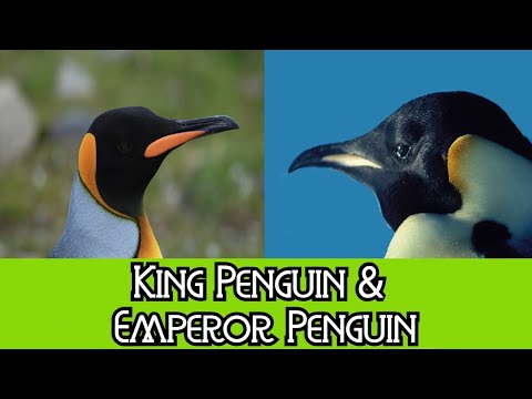 Video: Forskjellen Mellom King Penguins Og Emperor Penguins