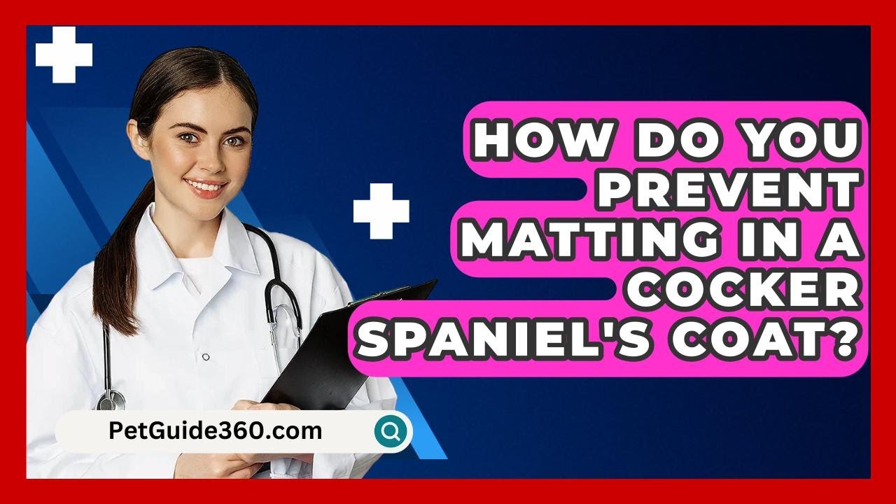 How Do You Prevent Matting In A Cocker Spaniel's Coat? - PetGuide360.com