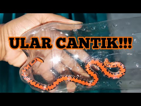 Angel Dark porno toplami onlayn