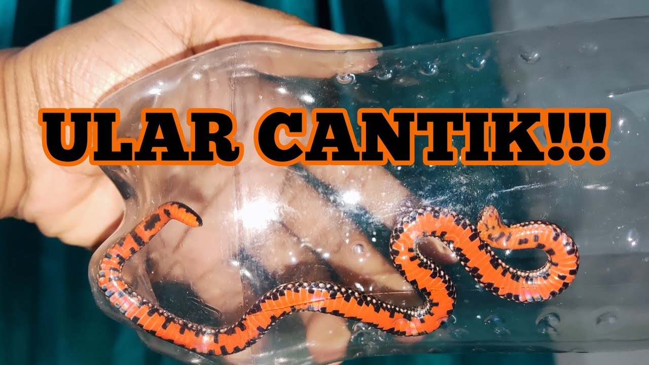 VKontakte-dan erotik fotosuratlar Oaln jinsiy aloqa