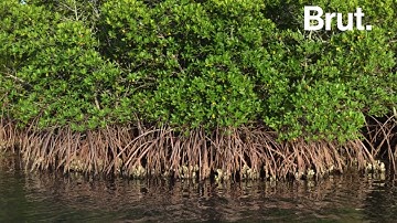 En Birmanie, des drones pour replanter la mangrove