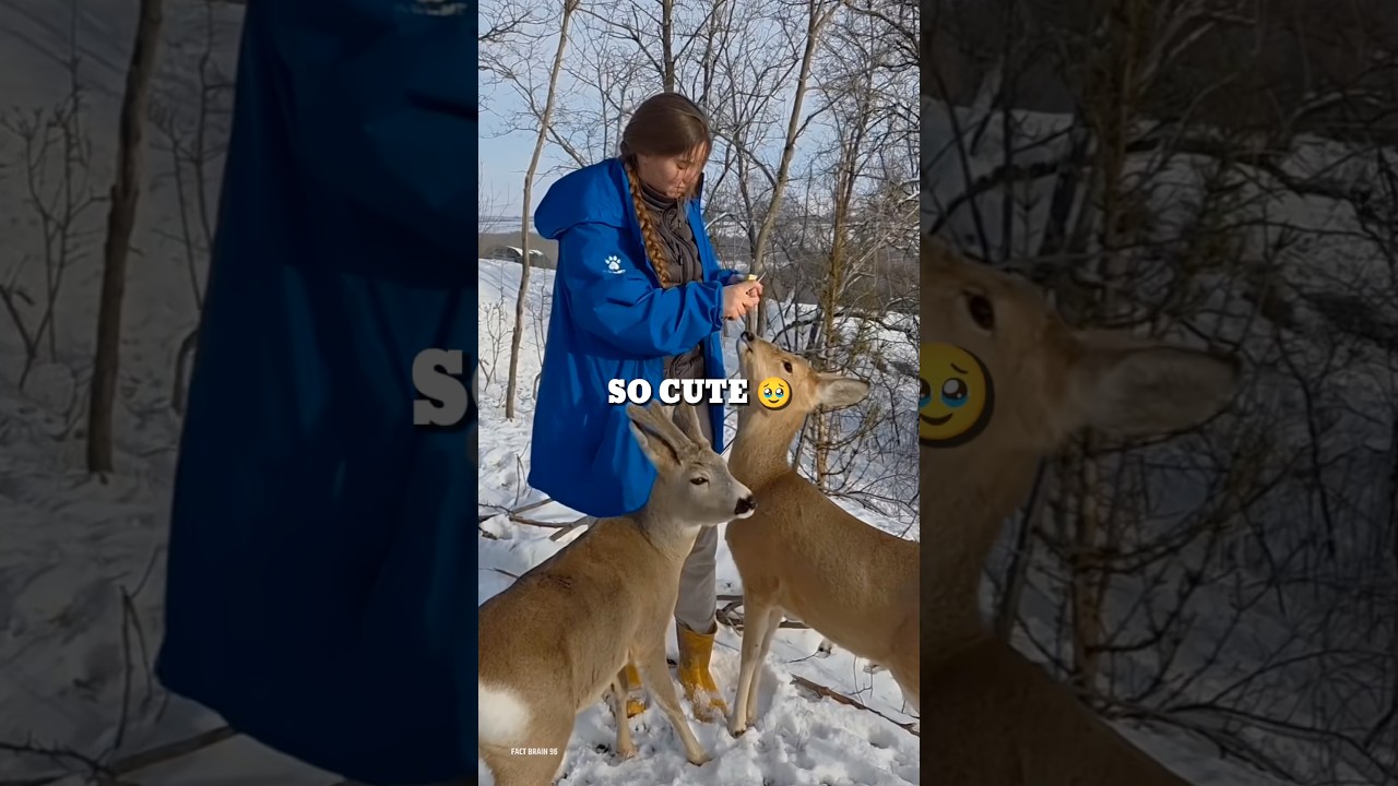 2 deer trapped in the snowy forest 🌳 🦌🥹