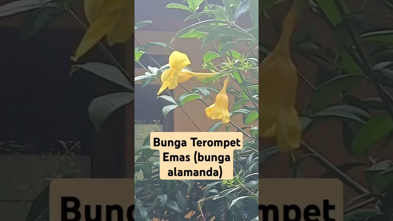 Bunga Terompet Emas (Bunga Alamanda) artinya kabar baik. 