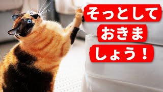 猫の爪の仕組み