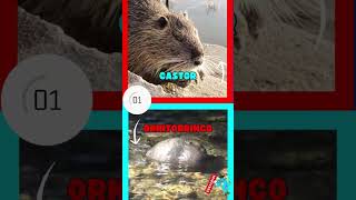 🧠 Test de Animales 🦫Castor vs 🦦Ornitorrinco ¿Ganarás a PREGUNTÓN? #quiz #shorts