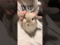 これはロップイヤーですか？いいえネザーランドドワーフうさぎです。