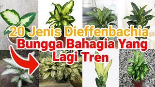 20 Jenis Tanaman Dieffenbachia (Daun Bahagia) Yang Lagi Hitz Banget, Lengkap Dengan Harganya !