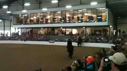 Friesians at Breyerfest 2012