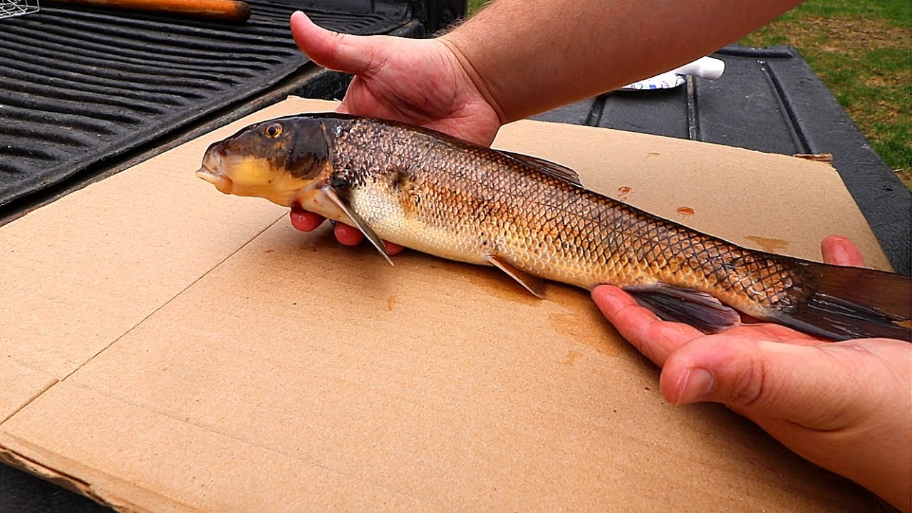 Catch and Cook BIG Sucker Fish (SPEARING Sucker Fish!!) - YouTube