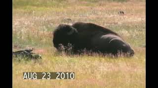 Yellowstone Natl Park Aug 2010 Part 1