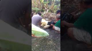 Sik Ojo Kesusu Sabar