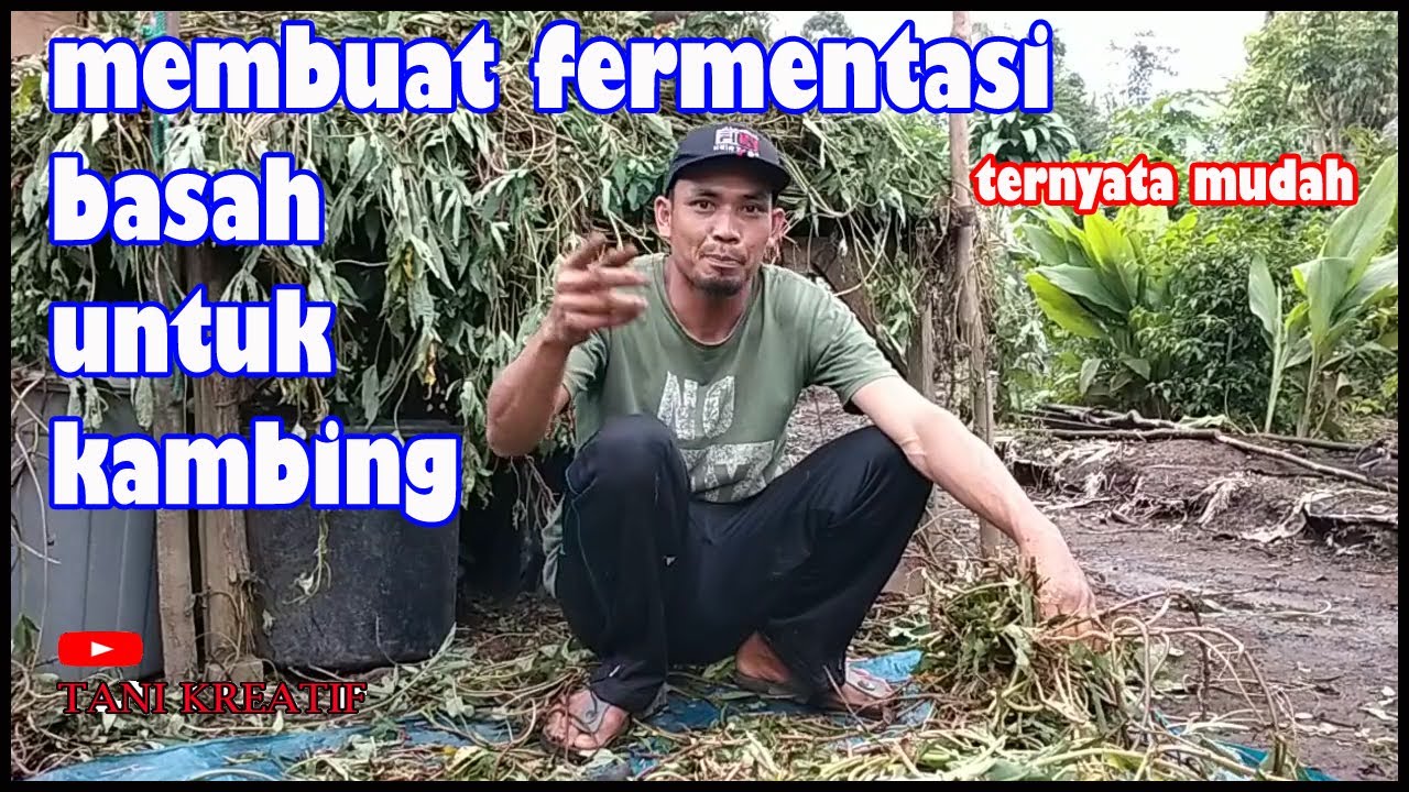 Cara Fermentasi Pakan Kambing Ternak Tanpa Ngarit 