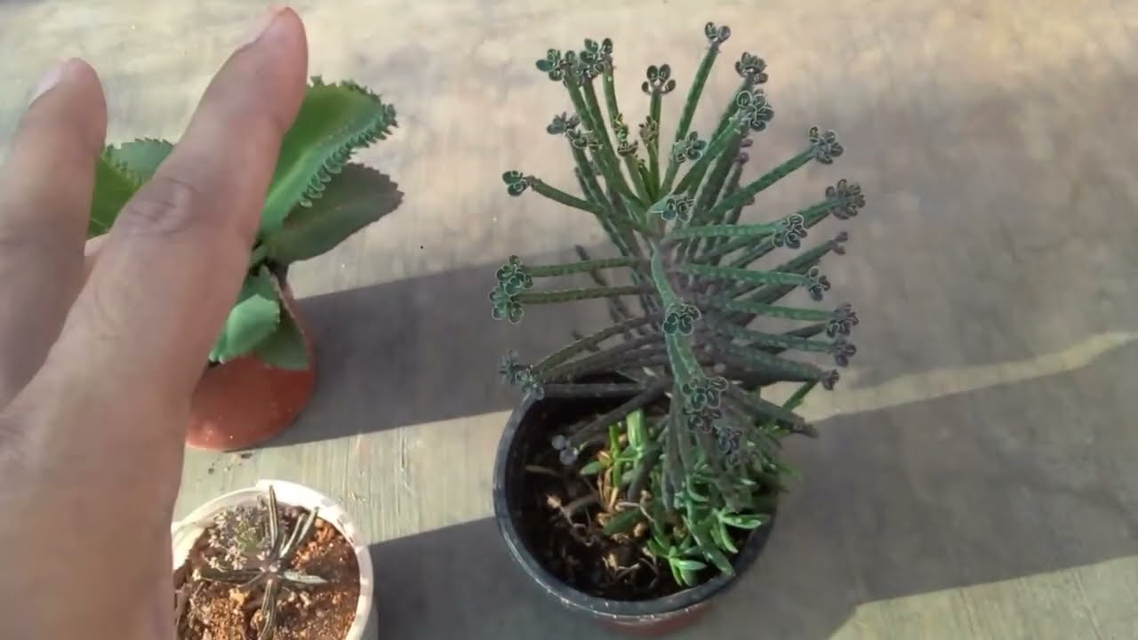 || KALANCHOE DELAGOENSIS || MOTHER OF MILLIONS ||